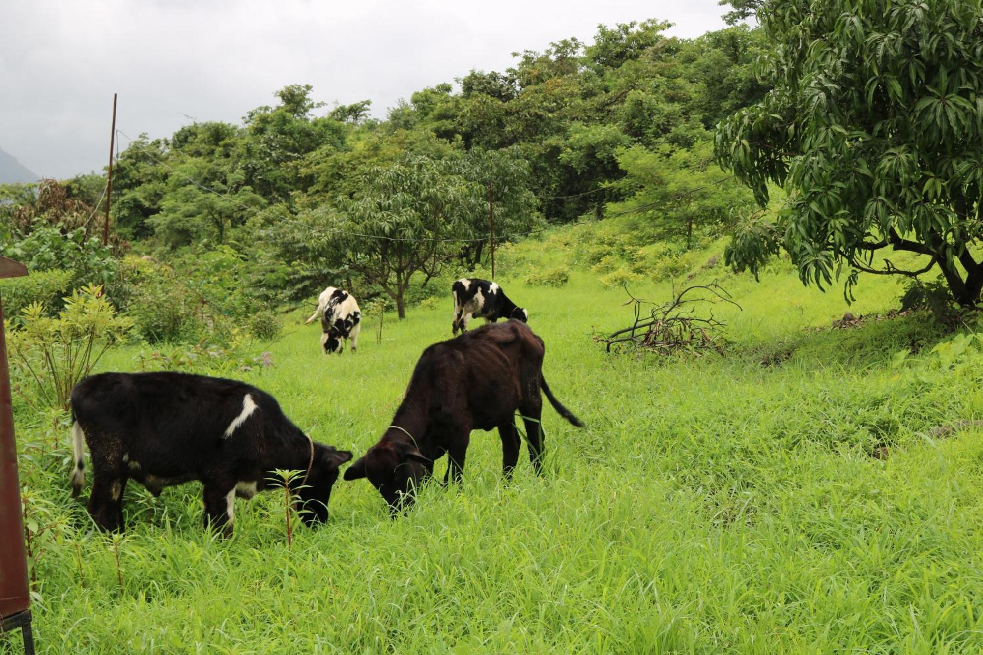 Farm stay Shinde's Tikona Valley Farm *
