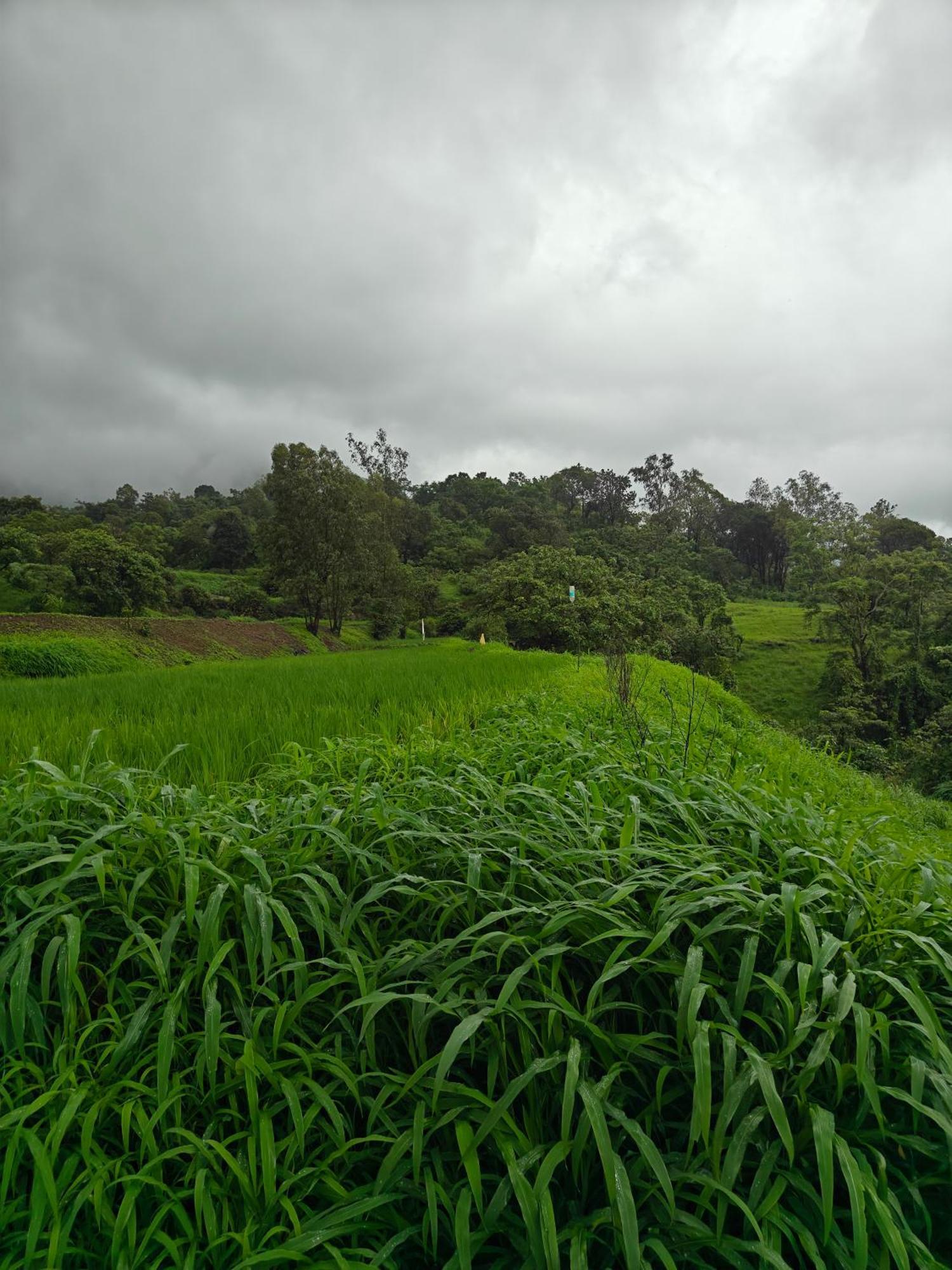 Shinde's Tikona Valley Farm *